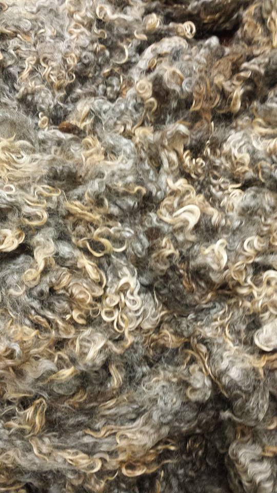 Border Leicester Curly Locks - Scoured - 1 oz - Medium Gray with Light Gray and Tan Mix Coloring Border Leicester Curly Locks - Scoured - 1 oz - Medium Gray with Light Gray and Tan Mix Coloring