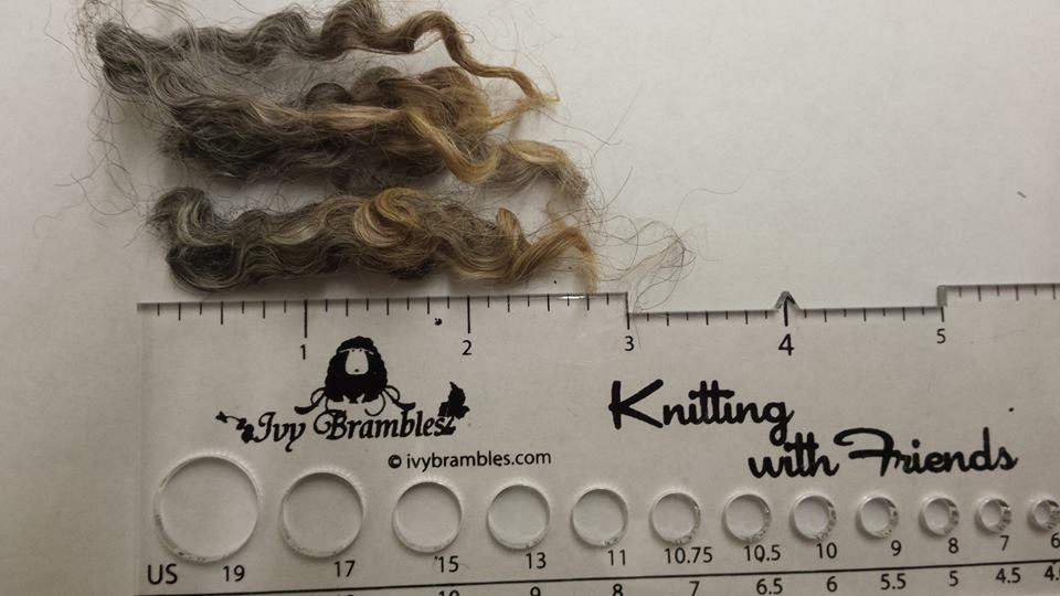 Border Leicester Curly Locks - Scoured - 1 oz - Medium Gray with Light Gray and Tan Mix Coloring Border Leicester Curly Locks - Scoured - 1 oz - Medium Gray with Light Gray and Tan Mix Coloring