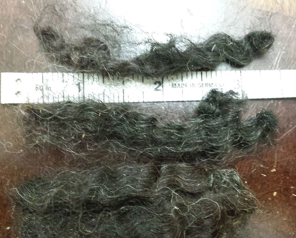 Border Leicester Curly Locks - Scoured - 1 oz - Dark Browns with Charcoal Gray
