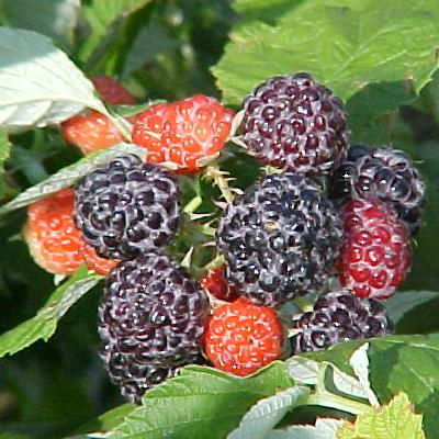 Ivy Brambles Pure Silk 20-2 821-114 Black Raspberry
