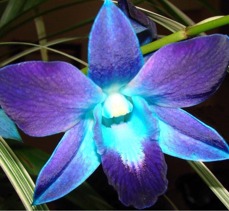 Ivy Brambles Silky Merino Light Yarn - Blue Orchid