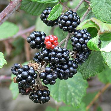 Ivy Brambles Superwash Worsted Yarn #113 Wild Blackberry