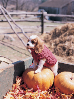 Doggie Gear