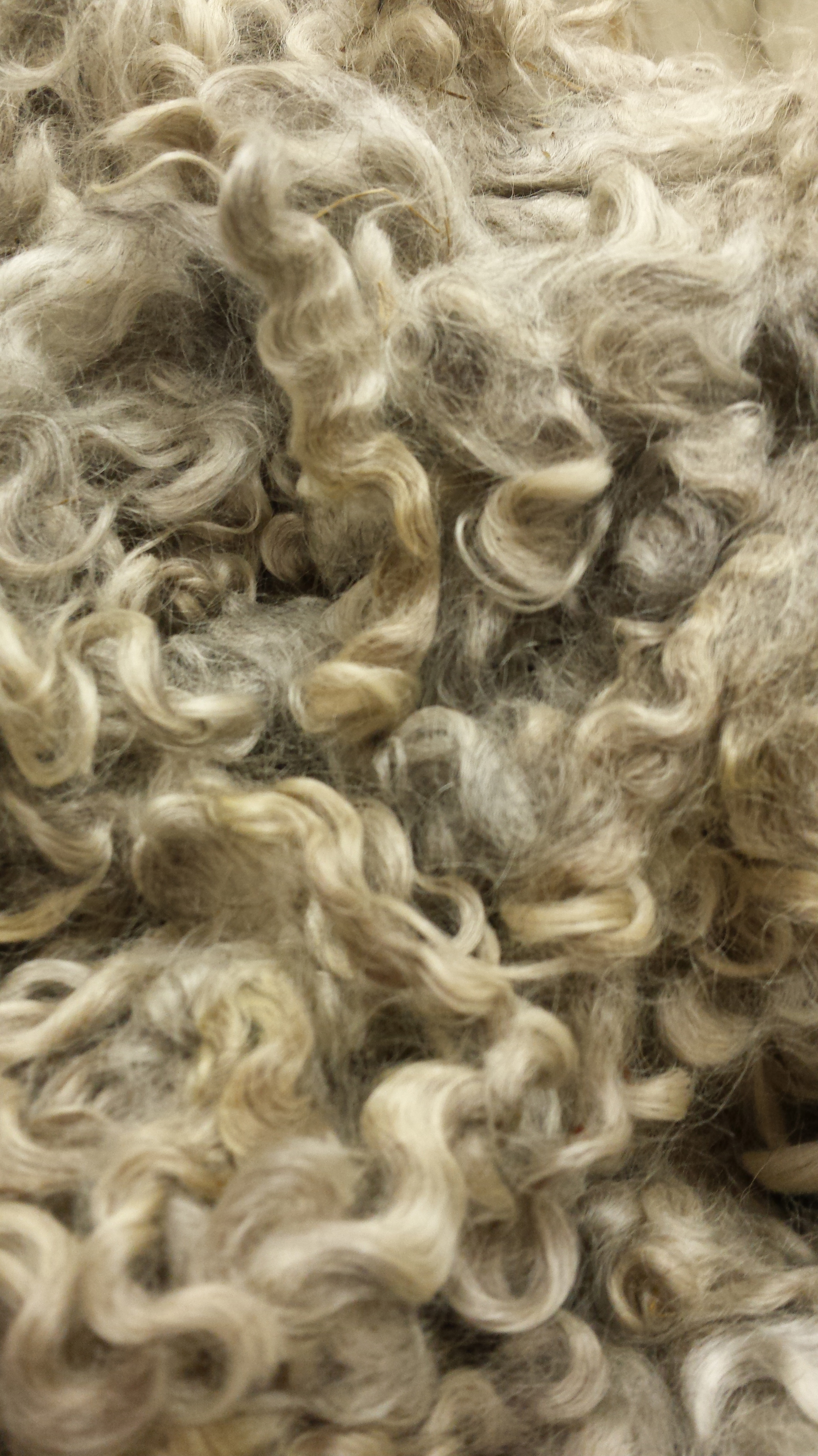 Lincoln Curly Locks - Scoured - 1 oz - Light to Medium Gray Coloring