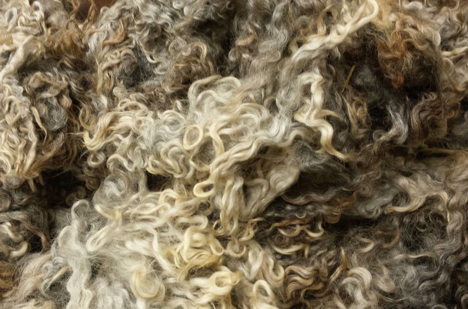 Border Leicester Curly Locks - Scoured - 1 oz - Grays and Beiges