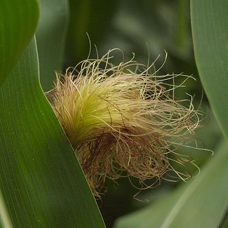 Ivy Brambles Superwash Chunky Yarn #105 Corn Silk
