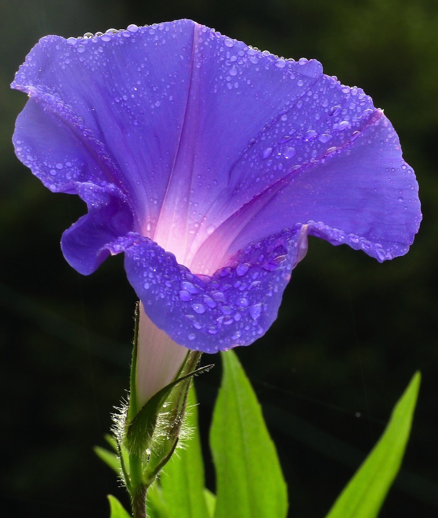 Ivy Brambles Enrapture Light Yarn - 026 Morning Glory