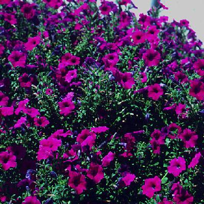 Ivy Brambles Pure Silk 20-2 821-120 Petunias