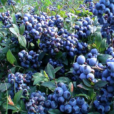 Ivy Brambles Pure Silk 20-2 821-109 Wild Blueberries