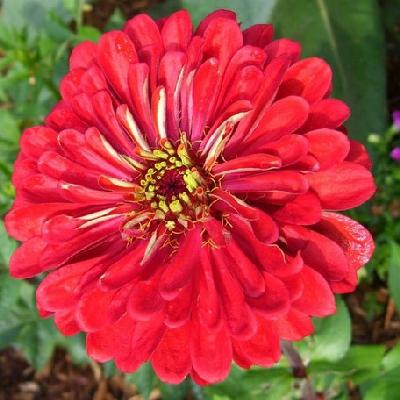 Ivy Brambles Pure Silk 20-2 821-121 Zinnia