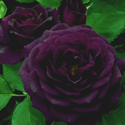 Ivy Brambles Romantica Merino Lace Yarn - 131 Royal Purple