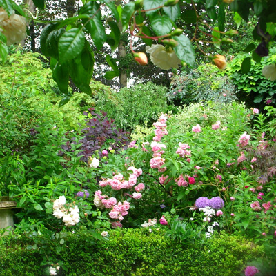 Ivy Brambles Romantica Merino Lace Yarn - 018 Secret Garden
