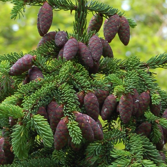 Ivy Brambles Silky Merino Light Yarn - Pine Cone