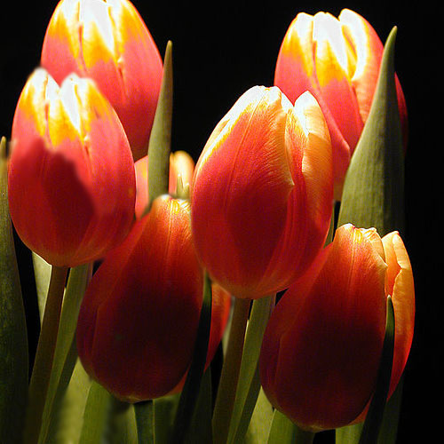 Ivy Brambles Superwash Worsted Yarn #115 Tulips
