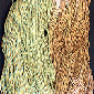 Prism Wicket Ikat Yarn - Grass Prism Wicket Ikat Yarn - Grass